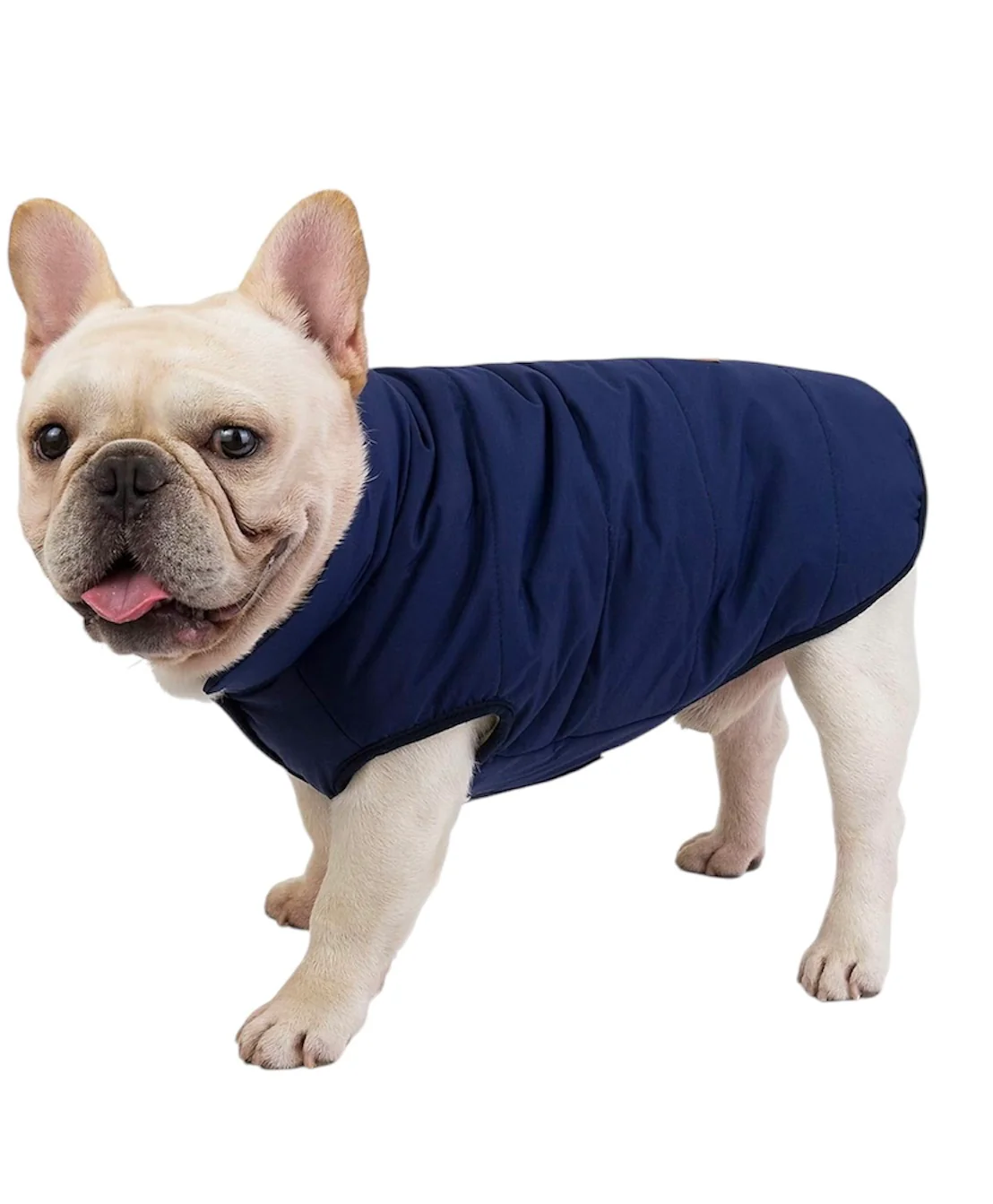 VESTE BOMBER DOUBLÉE - POUR MINI CHIEN OU CHAT