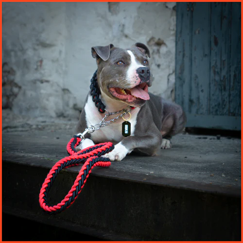 Laisse avec Collier pour Grand Chien