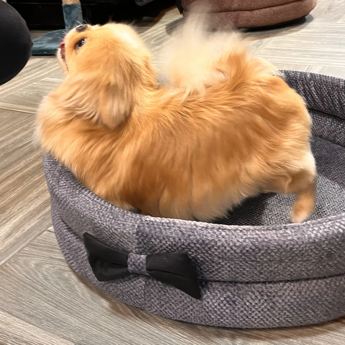 PANIER ROND AVEC PAPILLON POUR CHAT OU CHIEN