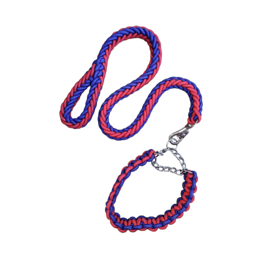 Laisse avec Collier pour Grand Chien