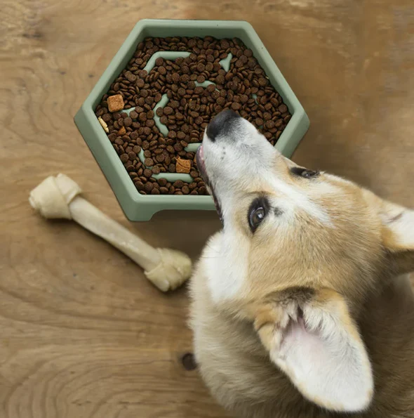 GAMELLE DE NOURRITURE LENTE POUR ANIMAUX