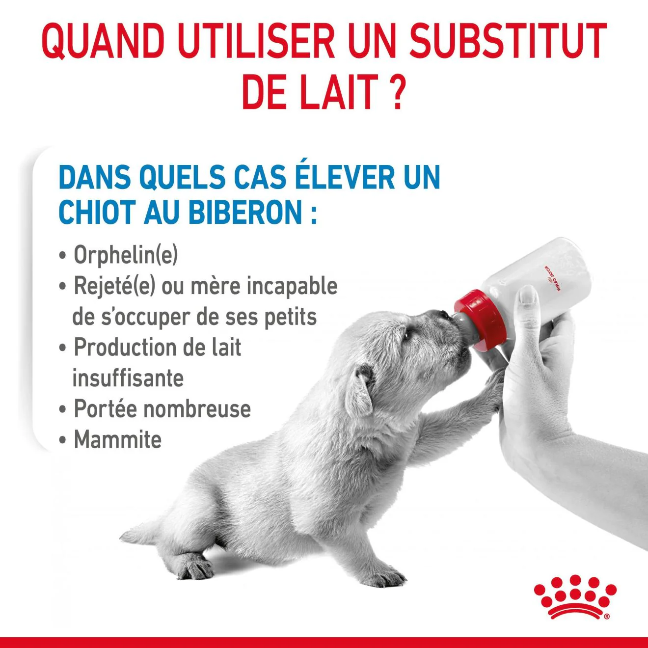 ROYAL CANIN - LAIT BABYDOG 400GR + BIBERON 