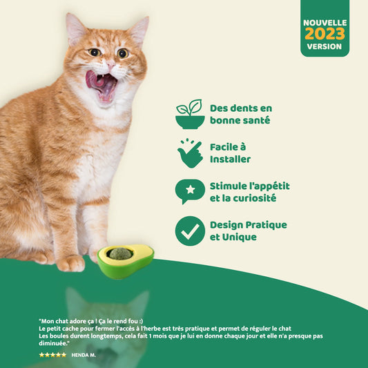AVOCAT CATNIP - Herbe à chat 