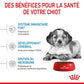 ROYAL CANIN – CHIOT MOYEN